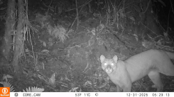 Ciencia ciudadana: comunidad del Tolima registra por primera vez un puma con ayuda de una cámara trampa