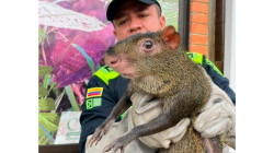 Capturan a hombre por intentar vender un guatín: primer caso de tráfico de fauna en Caldas en el 2026