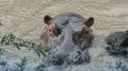 Corpocaldas desmiente presencia de hipopótamos en Caldas, incluido el río Cauca