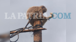 Video: mono capuchino atado durante tres años, el rostro del maltrato a la fauna silvestre en Caldas