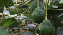 Más que el Súper Bowl, el reto de Colombia es consolidar el 30% del mercado del aguacate de EE. UU. en 2026