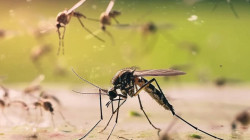 Enfermedades en aumento: detectar a tiempo el dengue, Chagas y la leishmaniasis es fundamental