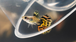 Este es el impacto de los microplásticos en peces: una alerta sobre la salud de los océanos