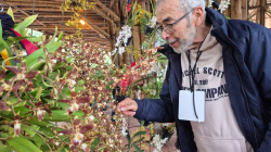 Conozca la ganadora a mejor orquídea de la XX Exposición Nacional de Orquídeas de Manizales