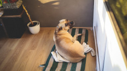 Los perros en casa: impacto en la calidad del aire y diversidad microbiana en espacios interiores