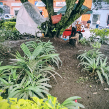 Denuncian que en el Parque de Bolìvar arrojan aceite a los árboles