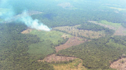 Carreteras ilegales, coca y ganadería agrandan la devastación de la Amazonía colombiana