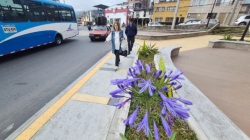 Alcaldía de Manizales defiende tala de cedros en el Bulevar de San Jorge tras críticas de la CCC 