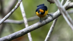 Aves de Colombia: registran nueva especie para el país tras expedición durante 6 días por el río Orinoco