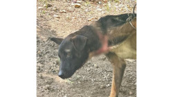 Bomberos rescatan perro herido en municipio del oriente de Caldas tras denuncia ciudadana sobre malos tratos