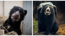 Este oso logró el gran milagro, se recuperó de una desnutrición severa: ahora es huésped de honor en Ukumarí