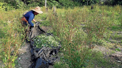 La coca sigue arraigada en Putumayo pese al bajo precio: es más atractiva que los cultivos tradicionales