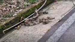 Hallaron una boa constrictora en vía del Oriente de Caldas: gracias a la comunidad la rescataron