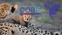 Tiburones y hienas: la COP15 realizada en Brasil evalúa incluir 42 nuevas especies migratorias bajo protección