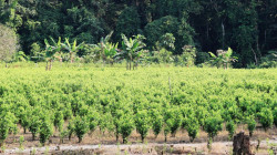 La coca sigue siendo sustento de campesinos en Colombia pese a bajos precios y sustitución de cultivos