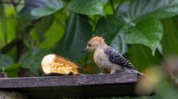 Así es el festival que atrae expertos y turistas por la biodiversidad: Pereira es epicentro del aviturismo