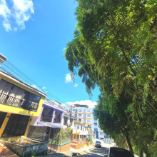 Guadual amenaza casas en el Campín