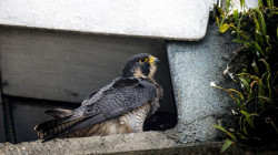 Avistan en Manizales el animal más rápido del mundo: supera los 300 km/h durante sus picados de caza