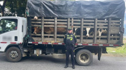 Golpe al abigeato en el Centrosur de Caldas: recuperaron 15 animales