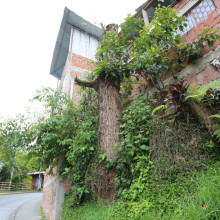 Piden la poda de un tronco en el barrio Comuneros