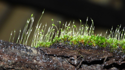 Descubren más de 70 especies de plantas en universidad del Eje Cafetero