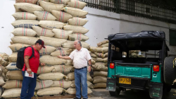 Se confirman los pronósticos de baja cosecha de café en Colombia, la producción se redujo en 36,14% en febrero