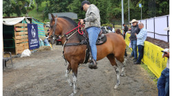Expoferias se convierte en criadero de caballos: 384 ejemplares le dan rienda a la Feria Equina de Manizales