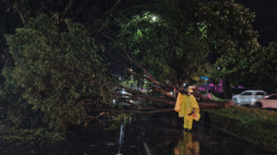 Aguacero en Pereira: 8 árboles caídos, uno de ellos cayó sobre una persona y otro sobre vehículo