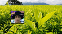 Regular la hoja de coca: propuesta de Magnolia Morales, candidata indígena a la Cámara; tiene raíces en Caldas