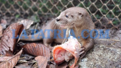Logran liberar a cría de nutria tras meses de cuidado y entrenamiento: niños la sacaron de su hábitat