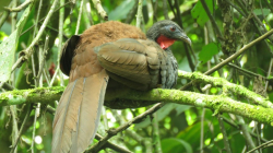 Registran por primera vez en Manizales un ave única en Colombia: la pava caucana 