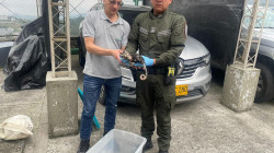 Operativos en Manizales: captura de delincuentes y recuperación de fauna silvestre en zonas urbanas y rurales