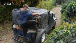 Cosecha de café en Colombia cae en el 33,5% en el primer trimestre, estos fueron los principales resultados