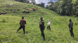 Policía Nacional recupera bovinos en este municipio del Eje Cafetero: ¿en cuánto estaban avaluados?