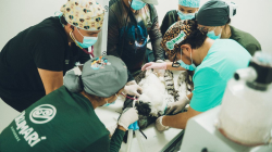 Operan de riesgo a águila arpía en el Eje Cafetero: una de sus alas estaba fracturada 