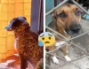 "Qué dolor, envenenaron a mis dos mascotas": caso en Pácora