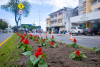 En Manizales embellecen la avenida Santander con plantas que adornan el separador: piden no pisarlas