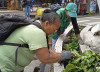 Armenia embellece su Centro: 66 jardineras reciben mantenimiento para mejorar el paisaje urbano