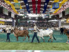 Pereira recibe lo mejor de la ganadería del 5 al 14 de noviembre en la versión 78 de la Feria Nacional Cebú