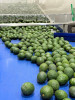 Aguacate hass colombiano se alista para volver al Súper Bowl, en 2025 exportó 9.396 toneladas, un 391% más