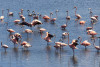 Aves de Colombia: 200 flamencos rosados vuelven a una ciénaga en Cartagena atraídos por descontaminación