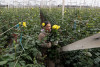 20 mil empleos se han generado para San Valentín en Colombia: así proyectan las exportaciones de flores