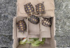 Incautan cinco tortugas morrocoy enviadas de Bogotá a Manizales: el esfuerzo por proteger la fauna silvestre